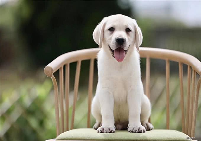 家有爱宠：小狗吃什么食物好?不同阶段补充营养的食物