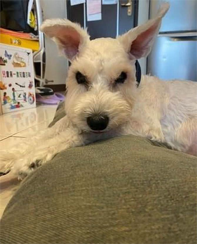 15岁老狗患病后总一脸凶相,晚上总乱叫!主人看到它的笑容却心疼