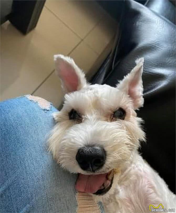 15岁老狗患病后总一脸凶相,晚上总乱叫!主人看到它的笑容却心疼