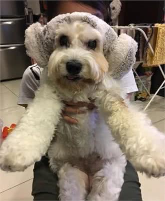 15岁老狗患病后总一脸凶相,晚上总乱叫!主人看到它的笑容却心疼