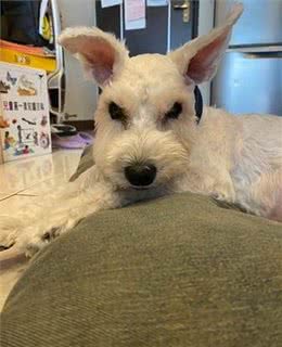 15岁老狗患病后总一脸凶相，晚上总乱叫!主人看到它的笑容却心疼