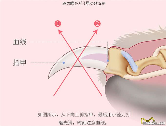 如何正确的帮狗狗剪指甲?
