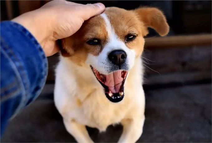 铲屎官们一定要注意，在养狗的过程中，这些禁忌一定不能犯