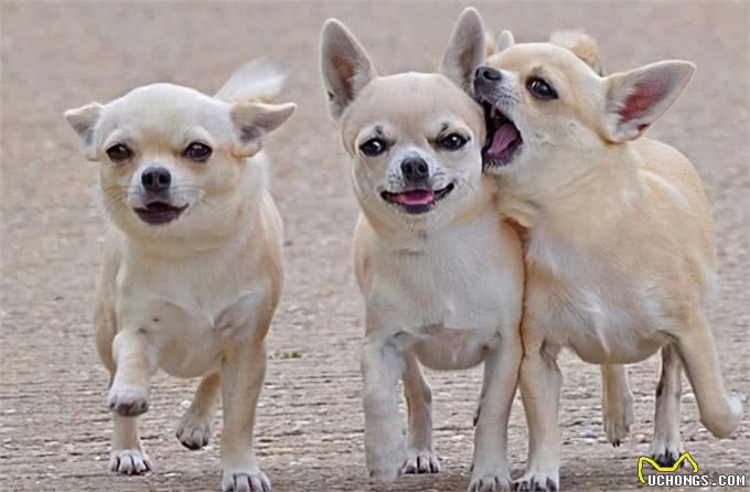 铲屎官们一定要注意，在养狗的过程中，这些禁忌一定不能犯