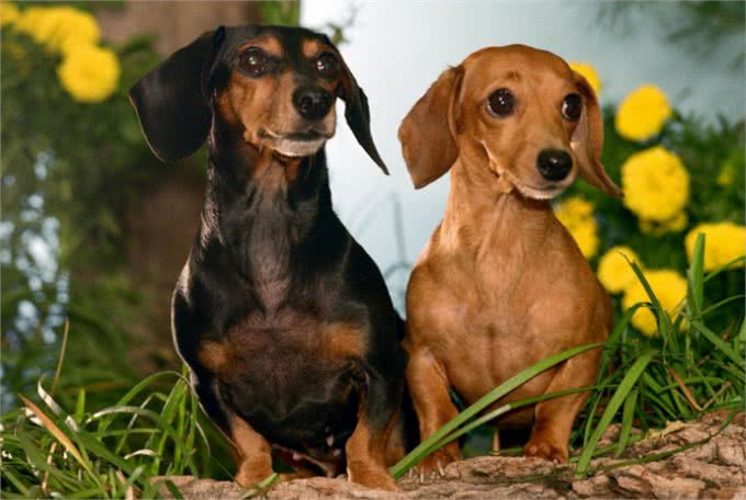 铲屎官们一定要注意，在养狗的过程中，这些禁忌一定不能犯