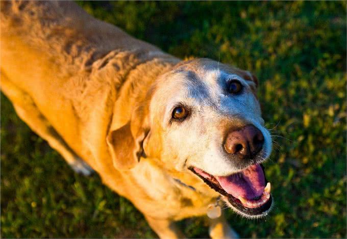 铲屎官们一定要注意，在养狗的过程中，这些禁忌一定不能犯