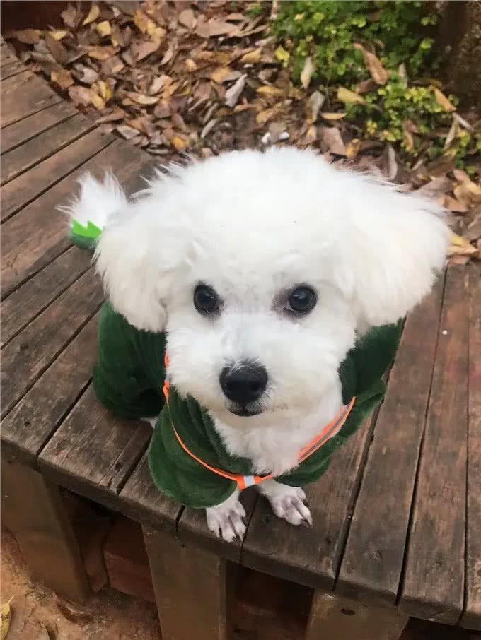 狗狗肾衰竭，请一定要好好照顾狗狗