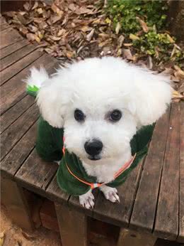 狗狗肾衰竭，请一定要好好照顾狗狗
