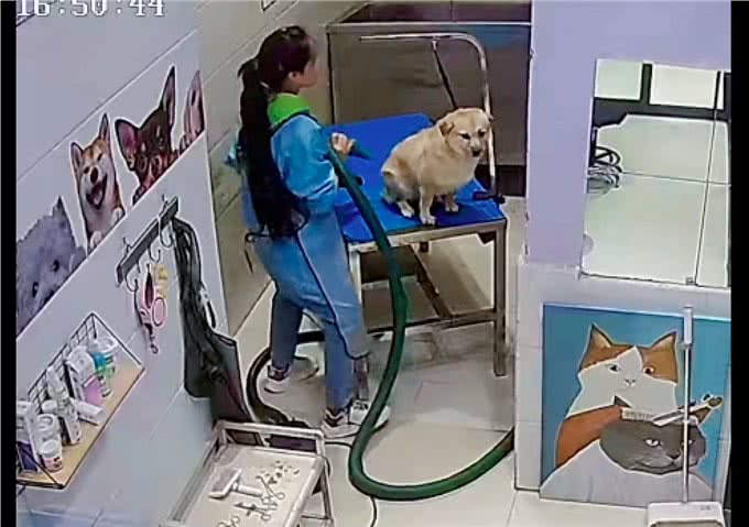 女员工一边跳舞一边给狗吹毛，还将它抱在怀里亲，狗：是正规的吗