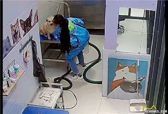 女员工一边跳舞一边给狗吹毛，还将它抱在怀里亲，狗：是正规的吗