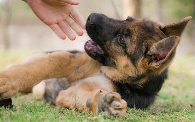 主人抱着三个月的德牧在门口痛哭,到底是谁下的手,这只是个孩子