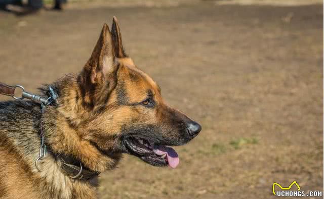 主人抱着三个月的德牧在门口痛哭,到底是谁下的手,这只是个孩子