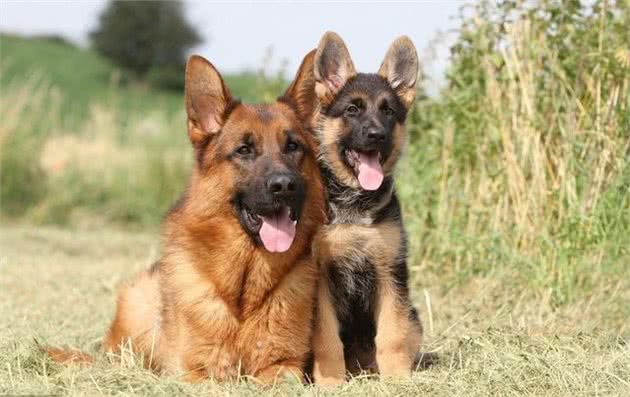 主人抱着三个月的德牧在门口痛哭,到底是谁下的手,这只是个孩子