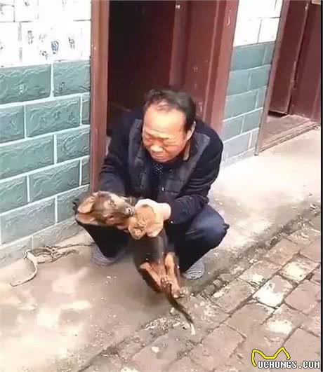 主人抱着三个月的德牧在门口痛哭,到底是谁下的手,这只是个孩子