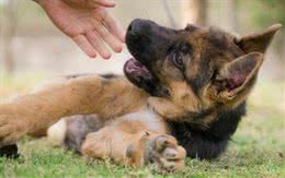 主人抱着三个月的德牧在门口痛哭，到底是谁下的手，这只是个孩子