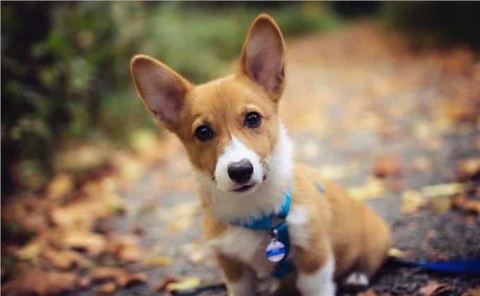 小柯基犬的颜色有多少?什么时候毛发变黄?啥时候定型?