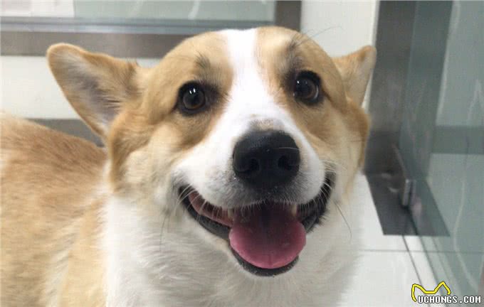 小柯基犬的颜色有多少?什么时候毛发变黄?啥时候定型?