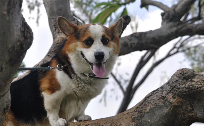 小柯基犬的颜色有多少?什么时候毛发变黄?啥时候定型?