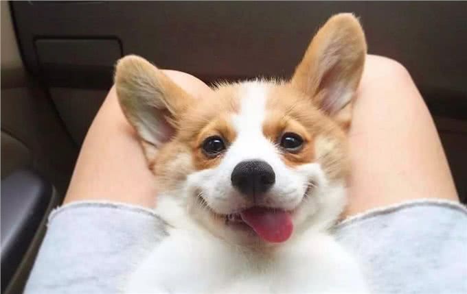 小柯基犬的颜色有多少?什么时候毛发变黄?啥时候定型?