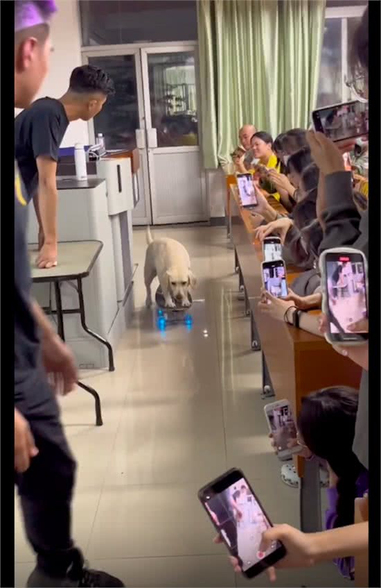 狗狗走进课堂给大学生表演玩滑板,还有各种生活技能,不如只狗啊