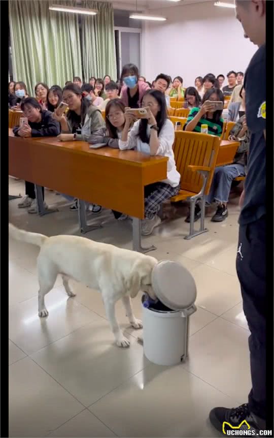 狗狗走进课堂给大学生表演玩滑板,还有各种生活技能,不如只狗啊