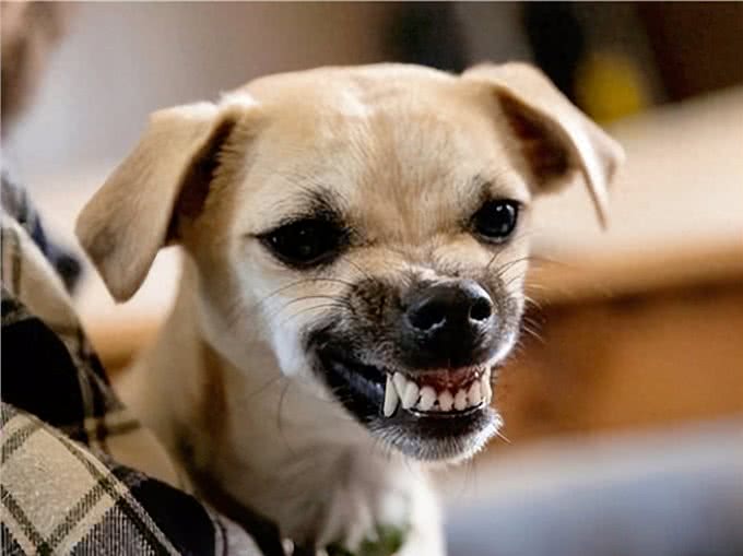 和狗关系再好，也要牢记的7不要，否则它会记恨你!