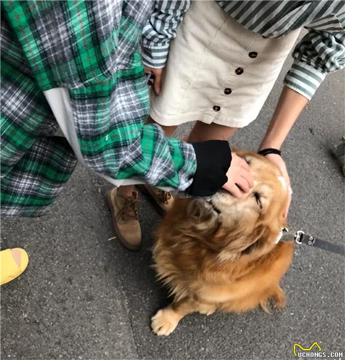 和狗关系再好，也要牢记的7不要，否则它会记恨你!