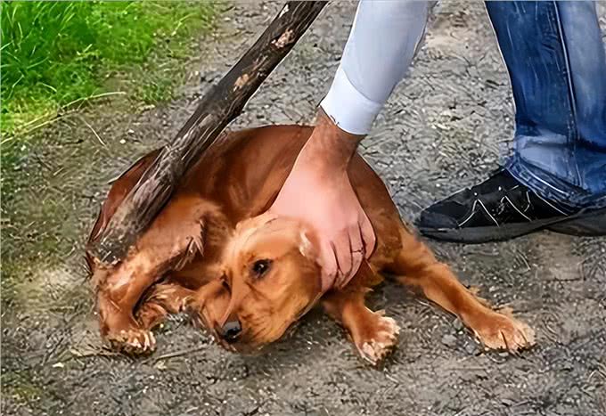 和狗关系再好，也要牢记的7不要，否则它会记恨你!