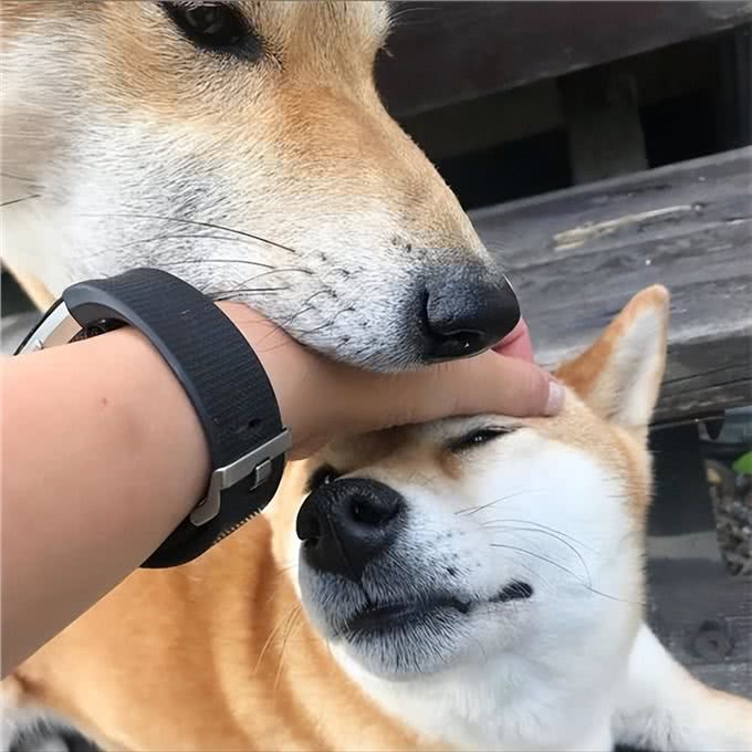 和狗关系再好，也要牢记的7不要，否则它会记恨你!