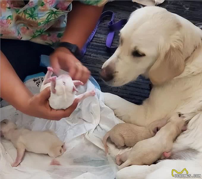 和狗关系再好，也要牢记的7不要，否则它会记恨你!