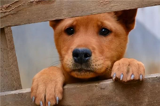 和狗关系再好，也要牢记的7不要，否则它会记恨你!