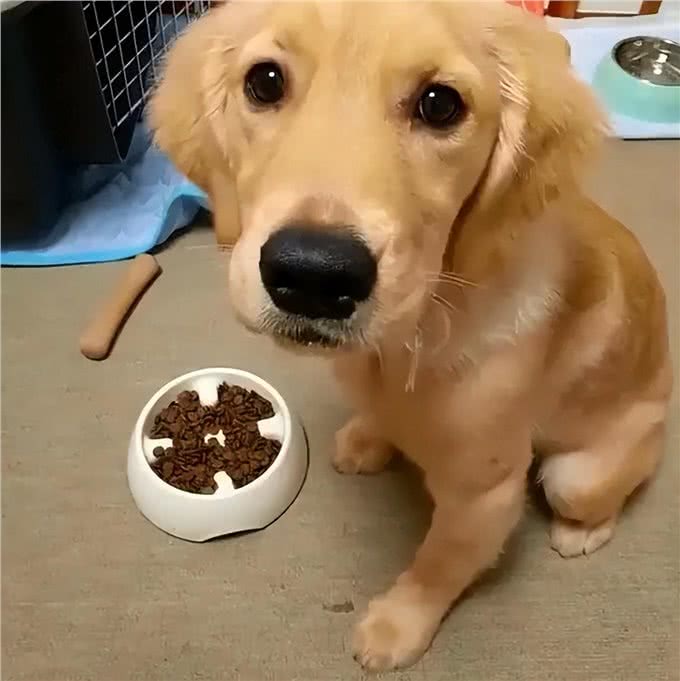 和狗关系再好，也要牢记的7不要，否则它会记恨你!