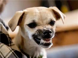 和狗关系再好，也要牢记的7不要，否则它会记恨你!