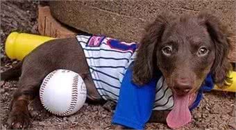 宠知识|如何给狗狗挑选一件合适的玩具?