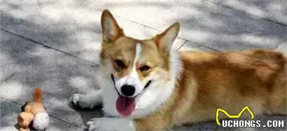 宠知识|如何给狗狗挑选一件合适的玩具?