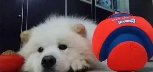 宠知识|如何给狗狗挑选一件合适的玩具?