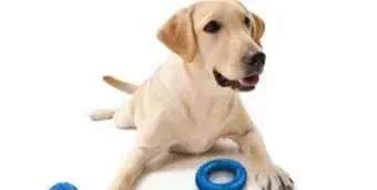 宠知识|如何给狗狗挑选一件合适的玩具?