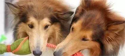 宠知识|如何给狗狗挑选一件合适的玩具?