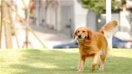 宠知识|如何给狗狗挑选一件合适的玩具?