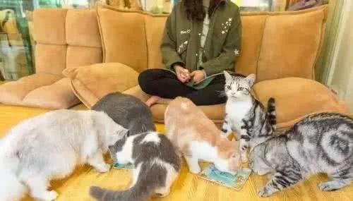 你会给家里主子买宠物家电吗?