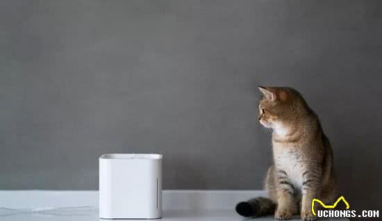 你会给家里主子买宠物家电吗?