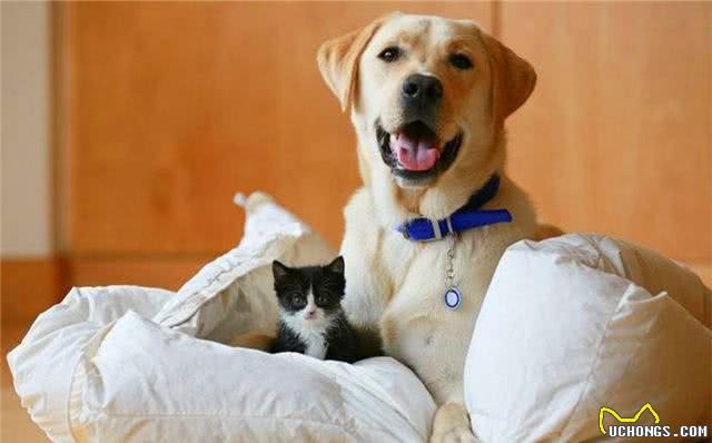 拉布拉多犬跟随护士妈妈来上班,自发照顾小猫咪,父爱力满格