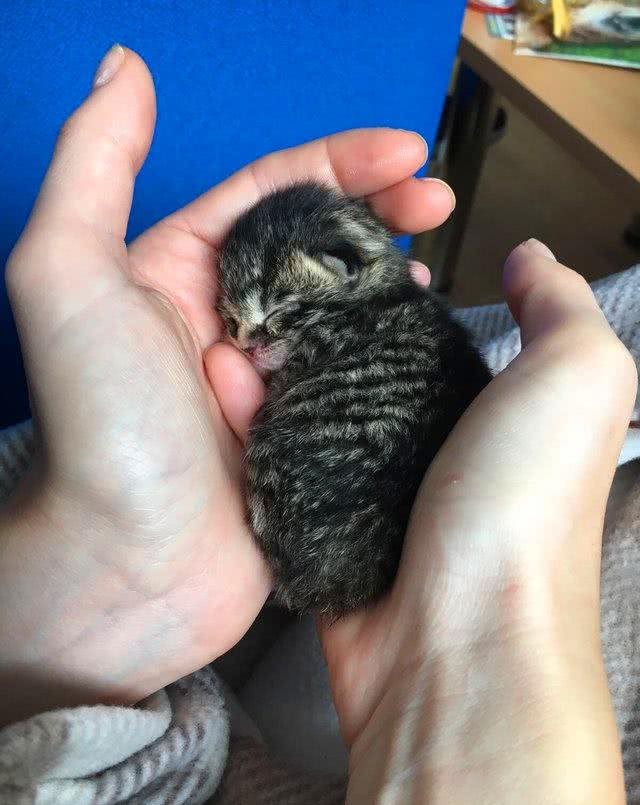 拉布拉多犬跟随护士妈妈来上班,自发照顾小猫咪,父爱力满格