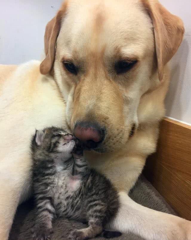 拉布拉多犬跟随护士妈妈来上班,自发照顾小猫咪,父爱力满格