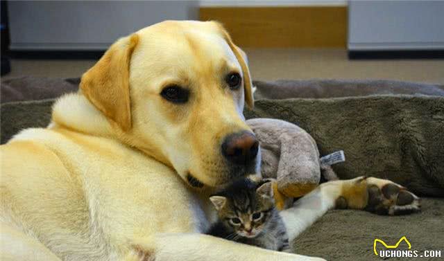 拉布拉多犬跟随护士妈妈来上班,自发照顾小猫咪,父爱力满格