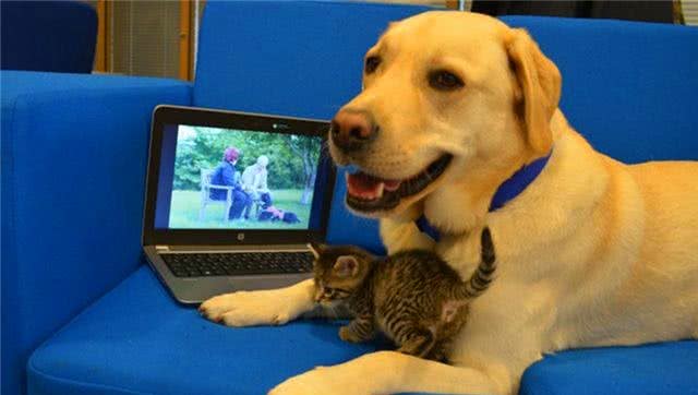 拉布拉多犬跟随护士妈妈来上班,自发照顾小猫咪,父爱力满格