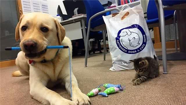 拉布拉多犬跟随护士妈妈来上班,自发照顾小猫咪,父爱力满格