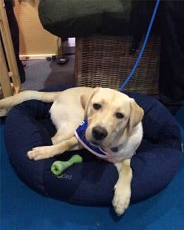 拉布拉多犬跟随护士妈妈来上班，自发照顾小猫咪，父爱力满格