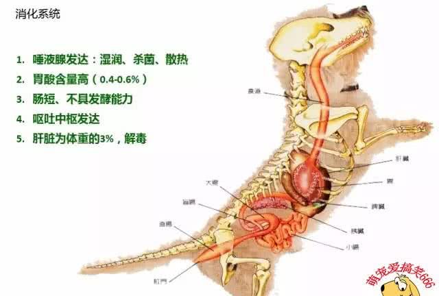 狗狗的消化系统决定了它们的食物，你了解吗?