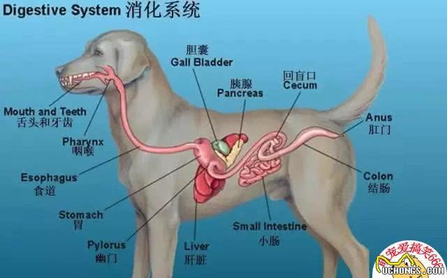 狗狗的消化系统决定了它们的食物，你了解吗?